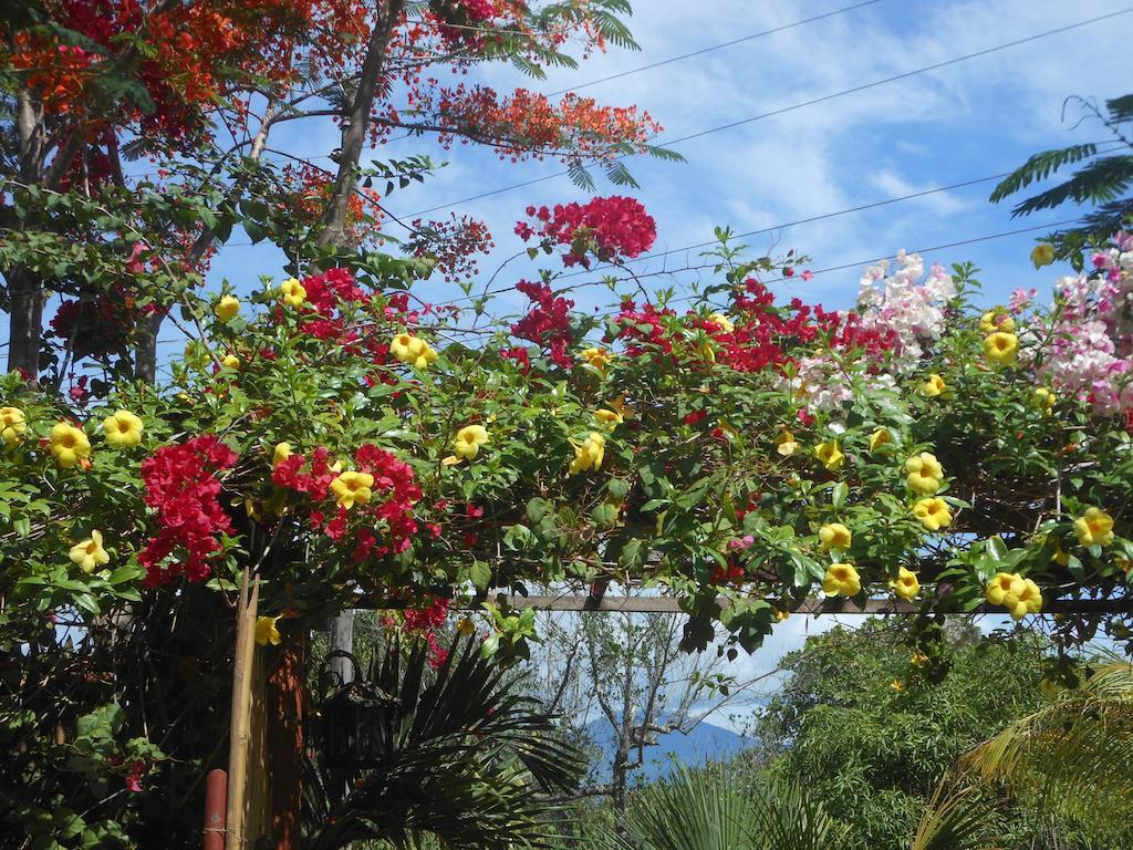 Jungle Flower Guest House San Jose  Exterior photo