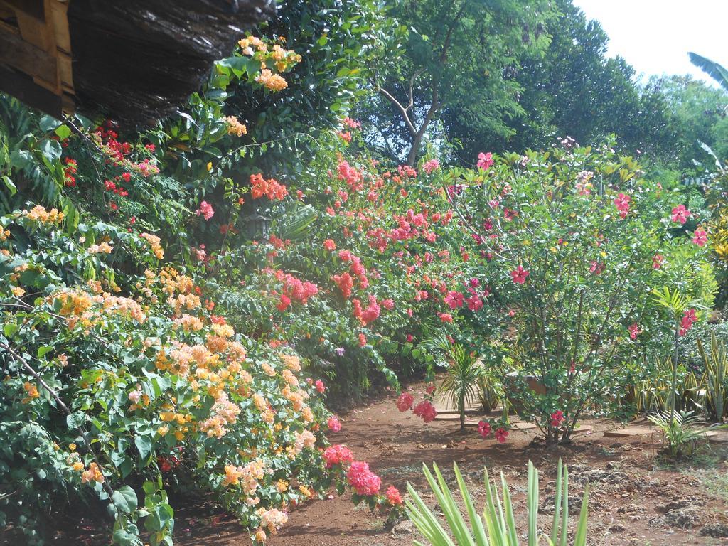 Jungle Flower Guest House San Jose  Exterior photo