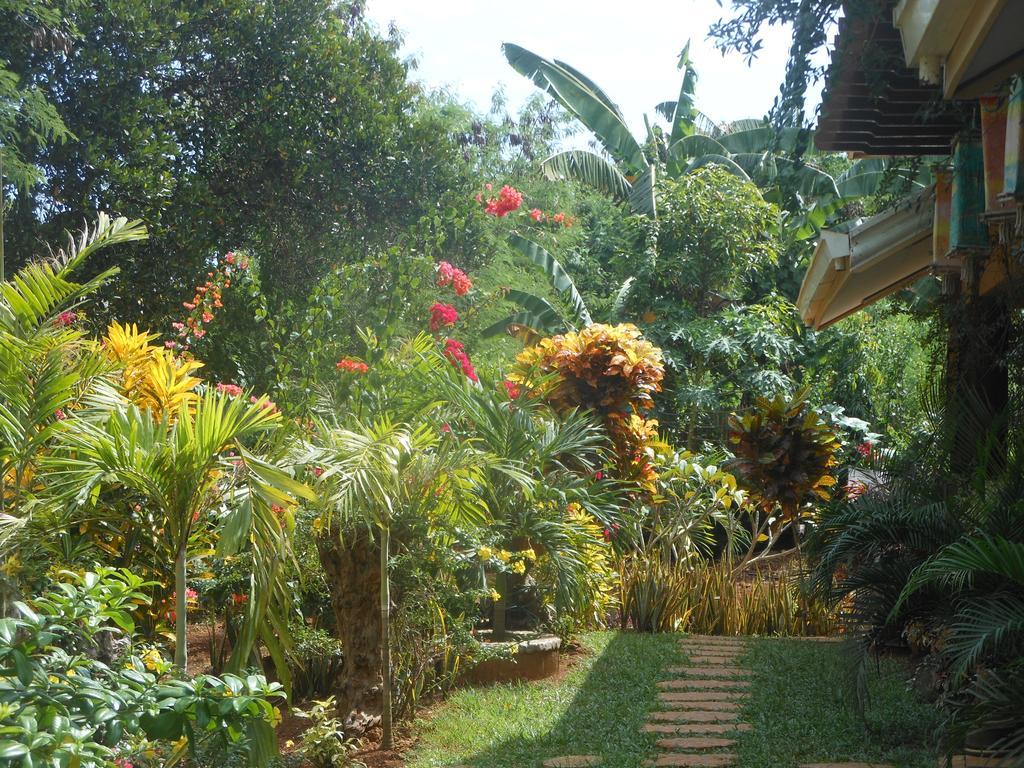 Jungle Flower Guest House San Jose  Exterior photo