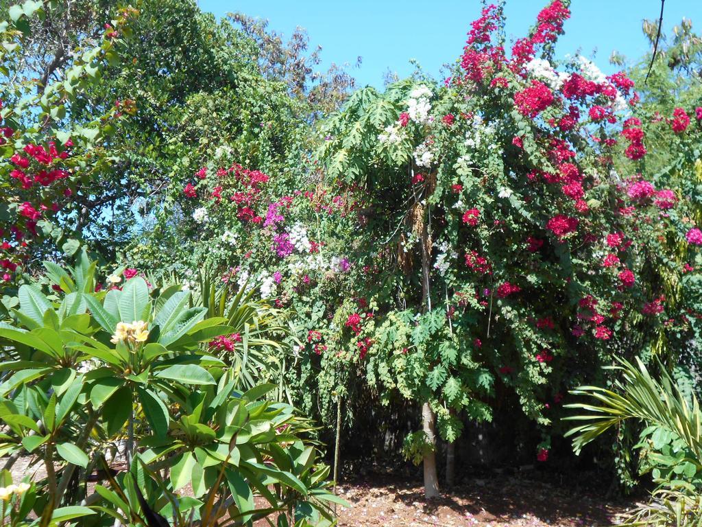 Jungle Flower Guest House San Jose  Exterior photo