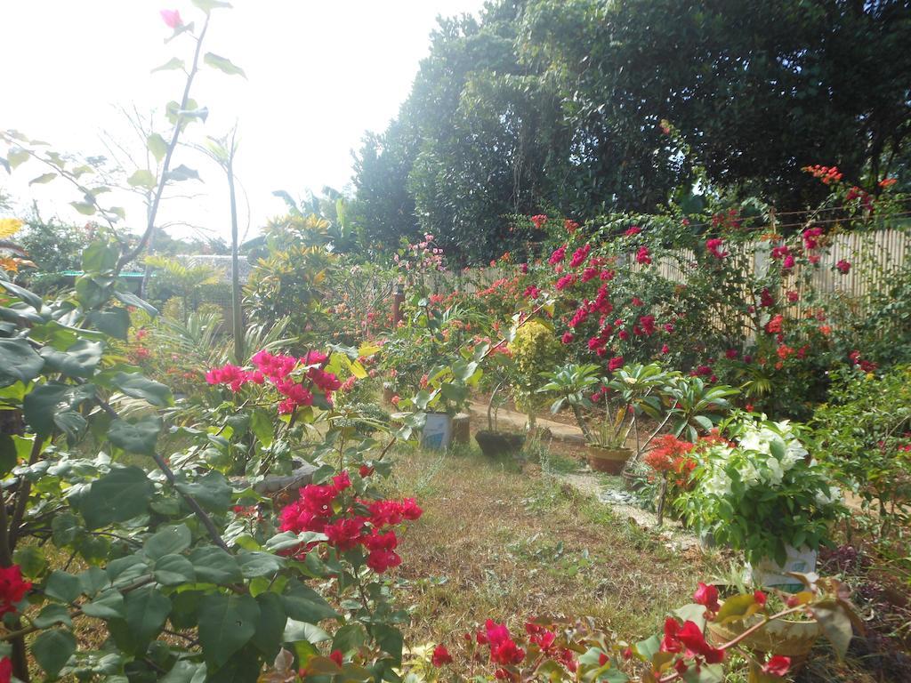 Jungle Flower Guest House San Jose  Exterior photo