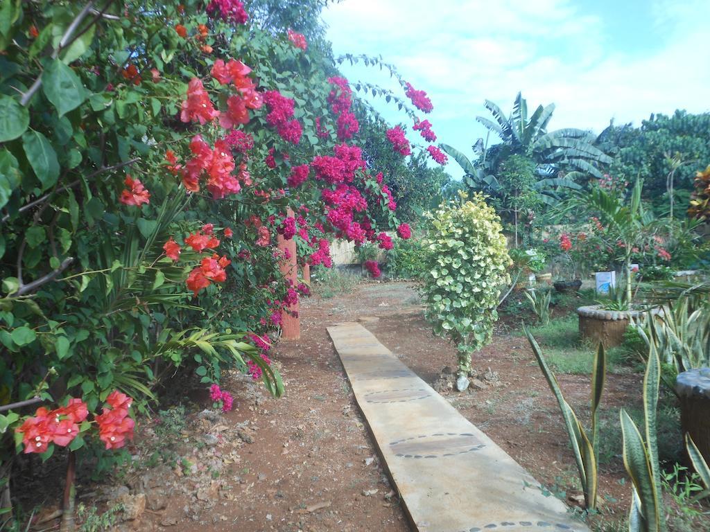 Jungle Flower Guest House San Jose  Exterior photo