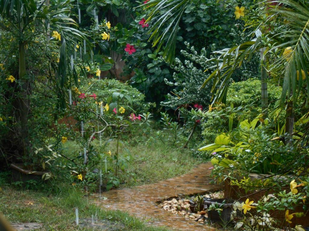 Jungle Flower Guest House San Jose  Exterior photo