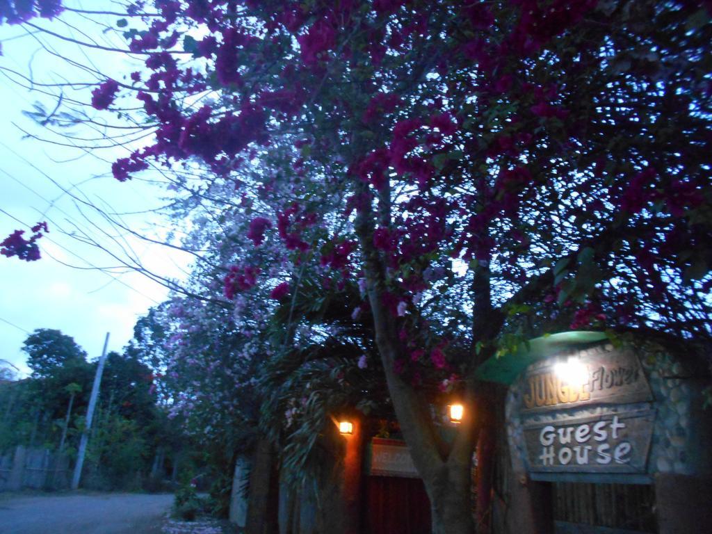 Jungle Flower Guest House San Jose  Exterior photo